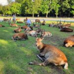 Full Day Guided Tour to Nara from Osaka by Van - In-Depth Look at the Itinerary