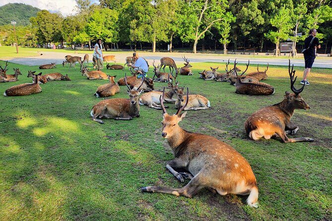 Full Day Guided Tour to Nara from Osaka by Van - In-Depth Look at the Itinerary