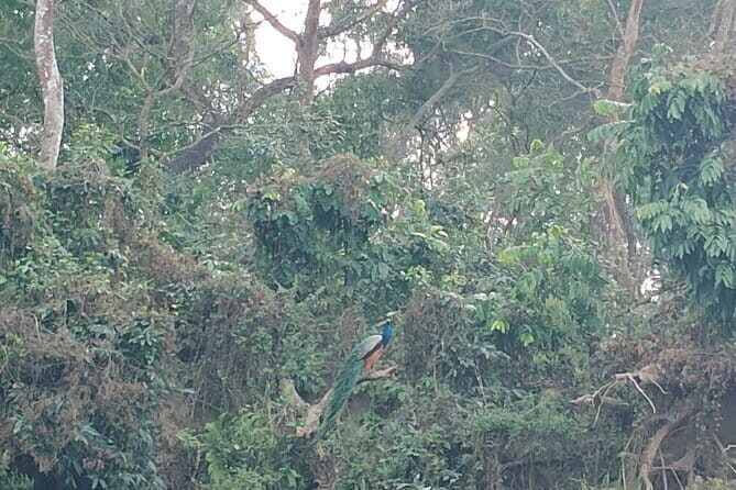 Full Day Jeep Safari in Chitwan National Park - A detailed look at the experience