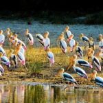 Full-Day Private Tour of Sigiriya and Minneriya National Park - The Sum Up