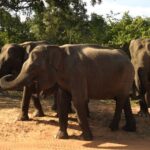 Full Day Safari Tour in Yala National Park - Why You Should Consider This Safari
