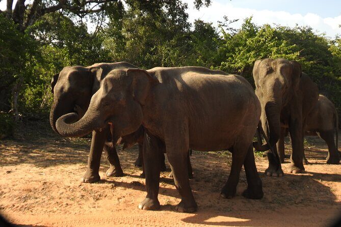 Full Day Safari Tour in Yala National Park - Why You Should Consider This Safari