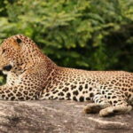 Full Day Shared Safari at Yala National Park by Yala La Safari Tours - What to Expect on the Safari