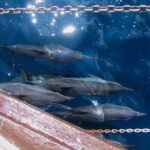 Full Day Snorkelling Cruise in Tranquility Island Resort - What the Reviews Tell Us