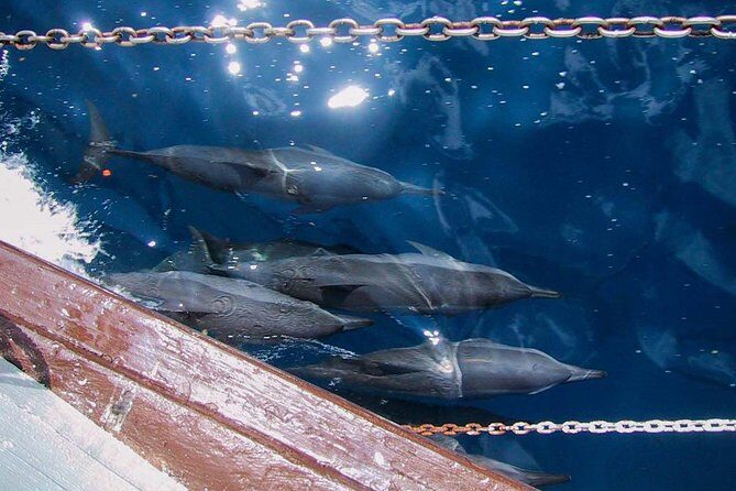 Full Day Snorkelling Cruise in Tranquility Island Resort - What the Reviews Tell Us