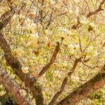 Full Day Tour in Seosan Gaesimsa, Munsusa and Suwon Hwaseong - Starting in Seoul