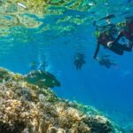 Full Day Tour to Sunlover Cruises Moore Reef and Fitzroy Island - The Activities: Dive Into Reef and Island