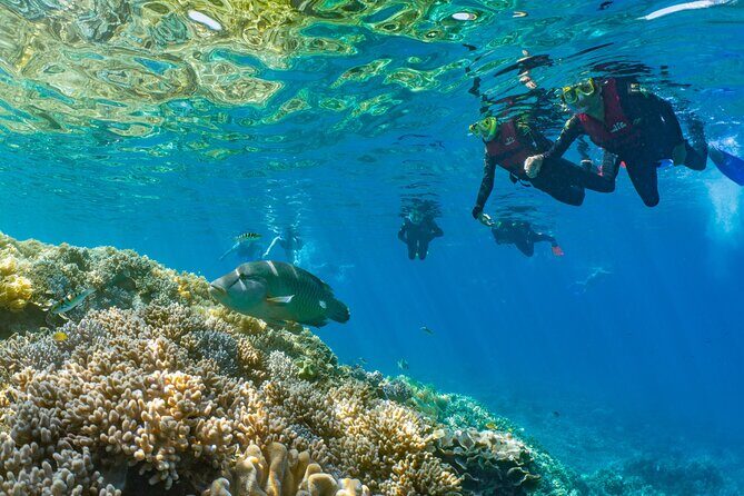 Full Day Tour to Sunlover Cruises Moore Reef and Fitzroy Island - The Activities: Dive Into Reef and Island