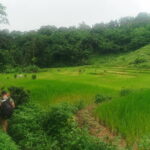 Full Day Trekking & bamboo cooking Tour in Chiang Rai - Frequently Asked Questions