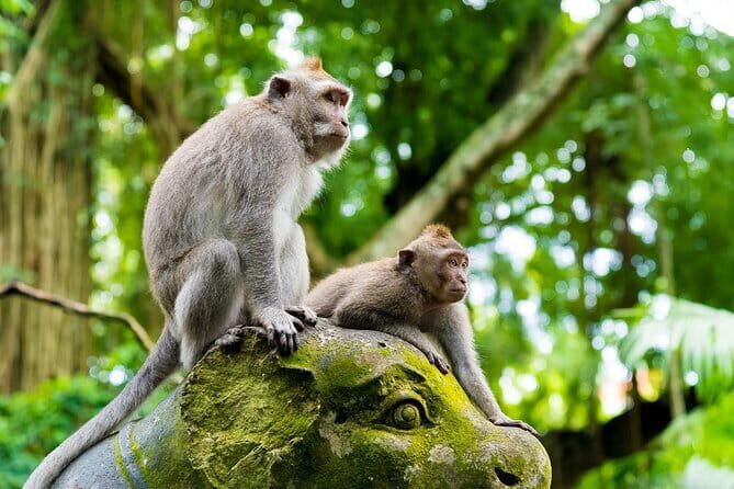 Full Day Ubud trip ATV Monkey Forest Tegalalang Rice Terrace - Authentic Insights from Past Travelers