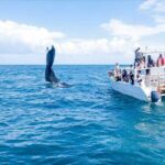 Full-day Whale watching Tour in Samana Bay from Uvero Alto - Practical Tips for Participants