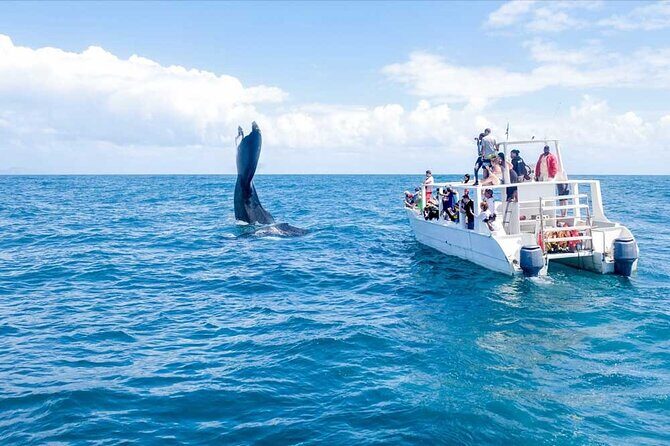 Full-day Whale watching Tour in Samana Bay from Uvero Alto - Practical Tips for Participants