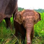 Full-day with CHIANGMAI ELEPHANT CARE and Sticky waterfall - What’s Included & What to Consider