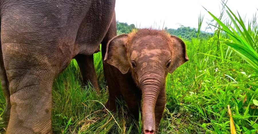 Full-day with CHIANGMAI ELEPHANT CARE and Sticky waterfall - What’s Included & What to Consider