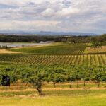 Fully Private and Customisable Hunter Valley Wine Tour - An In-Depth Look at the Hunter Valley Private Wine Tour
