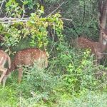 Fully Private Udawalawe National Park Safari Tour - First Impressions: What This Tour Promises