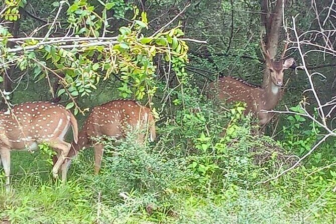 Fully Private Udawalawe National Park Safari Tour - First Impressions: What This Tour Promises