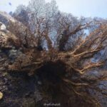 Fun Dive on Racha Islands for Certified Divers Only - Who Will Love This Tour?