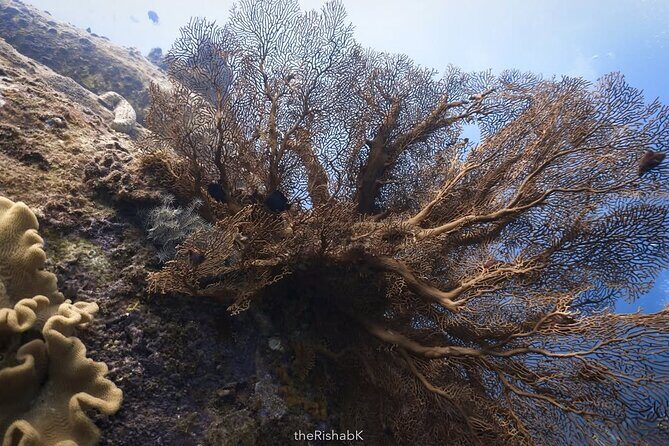 Fun Dive on Racha Islands for Certified Divers Only - Who Will Love This Tour?