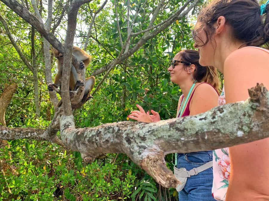 Galle: Koggala Lake Boat Safari with Monkeys Birds & Nature - How the Tour Works Logistically