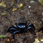 Galle: Mangrove Nature Walk with Local Guide - The Itinerary Breakdown