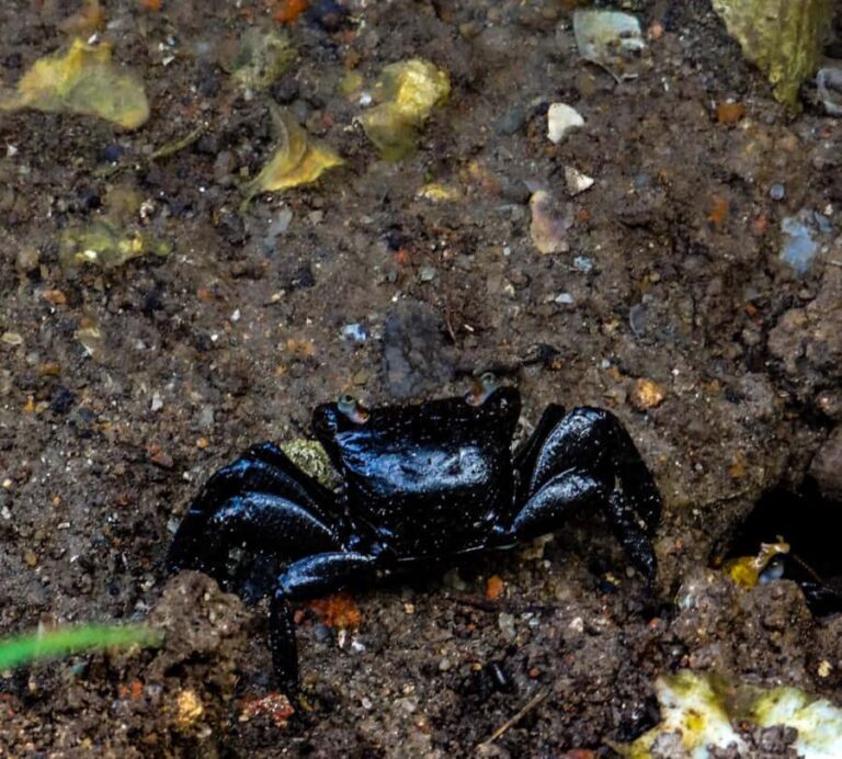 Galle: Mangrove Nature Walk with Local Guide - The Itinerary Breakdown