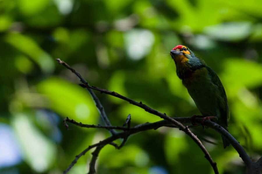 Galle/Mirissa: Koggala Lake Boat Safari and Kayaking Tour - Who Would Love This Tour?