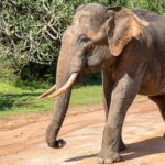 Galle/Mirissa/Tangalle: Transfer to Ella & Yala Safari - The Experience: Pros and Cons