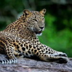 Galle/Mirissa/Tangalle: Transfer to Ella & Yala/Udawalawa Safari - Who Is This Tour Perfect For?