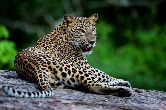 Galle/Mirissa/Tangalle: Transfer to Ella & Yala/Udawalawa Safari - Who Is This Tour Perfect For?