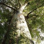 German Speaking Tour of Kawiti Glow Worm Caves, Opua Kauri Walk - Practical Details and Value