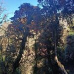 Ghorepani Poon Hill Trek: 12-Day Journey in Annapurna - The Itinerary Breakdown