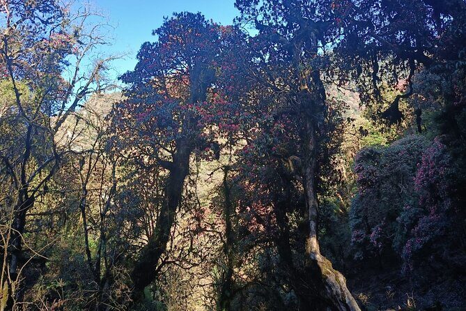 Ghorepani Poon Hill Trek: 12-Day Journey in Annapurna - The Itinerary Breakdown