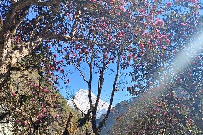 Ghorepani Poon Hill Trek: 12-Day Journey in Annapurna - An In-Depth Look at the 12-Day Itinerary