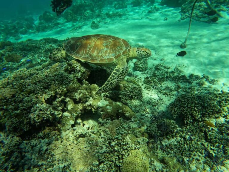 Gili Islands Snorkeling Day Trip with private speedboat - Is This Tour Worth the Price?