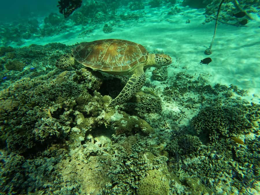 Gili Islands Snorkeling Day Trip with private speedboat - Is This Tour Worth the Price?