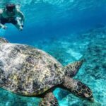 Gili Islands: Underwater Statue, snorkling, turtle sactuary - Transportation, Timing, and Practicalities