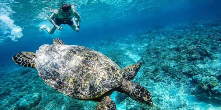 Gili Islands: Underwater Statue, snorkling, turtle sactuary - Transportation, Timing, and Practicalities