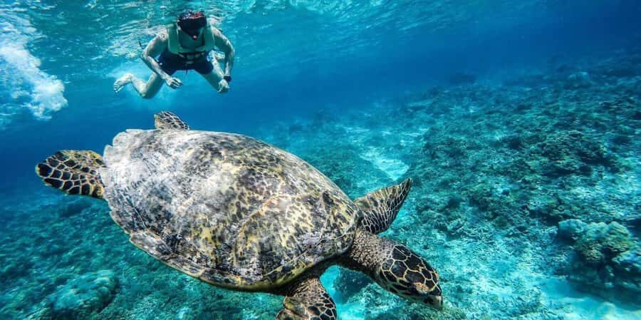 Gili Islands: Underwater Statue, snorkling, turtle sactuary - Transportation, Timing, and Practicalities