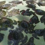 Gili SUNSET Snorkeling Tour With GOPRO Documentation - An In-depth Look at the Gili Sunset Snorkeling Tour