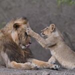 Gir National Park: Official Lion Safari with Hotel Pickup - What Sets This Tour Apart?