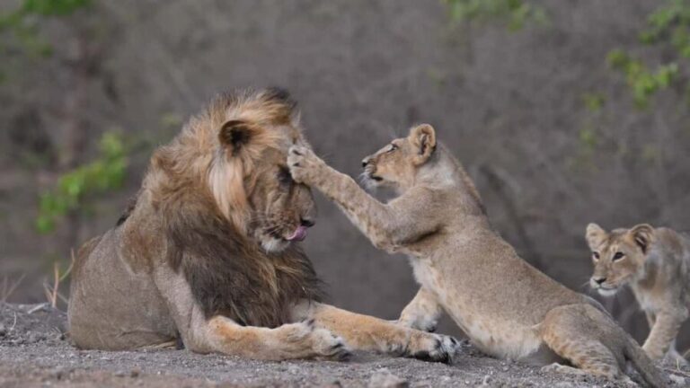 Gir National Park: Official Lion Safari with Hotel Pickup - What Sets This Tour Apart?