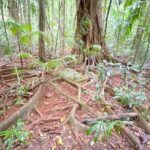 Glass House Mountains Tour with Lunch, Lookouts, and Nature Walks - Practical Details and Considerations