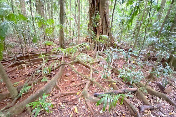 Glass House Mountains Tour with Lunch, Lookouts, and Nature Walks - Practical Details and Considerations