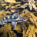 Goat Island Experience Advanced Snorkel Tour - What’s Included and What to Expect