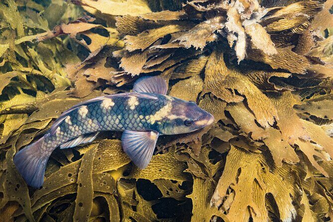 Goat Island Experience Advanced Snorkel Tour - What’s Included and What to Expect