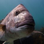 Goat Island Experience Guided Snorkelling for Beginners - The Experience in Practice