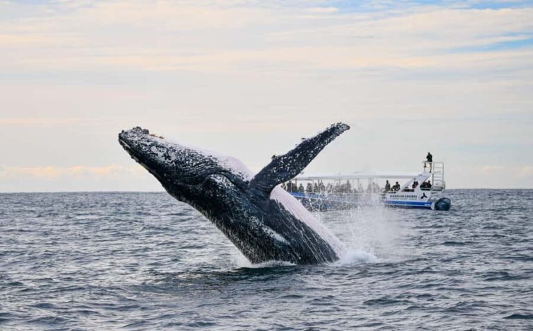 Gold Coast Whale Experience - The Value & Pricing