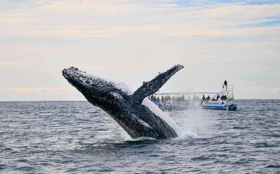 Gold Coast Whale Experience - The Value & Pricing