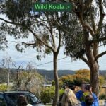 Great Ocean Road 1 Day Luxury Private Tour - The Value of a Private, Customizable Tour